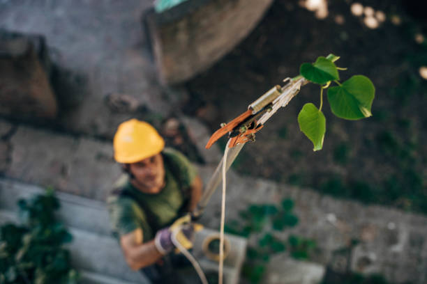  Falconer, NY Tree Removal Pros