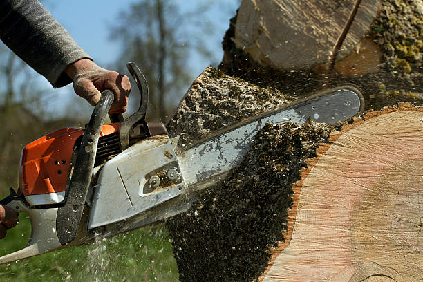 Best Tree and Shrub Care  in Falconer, NY